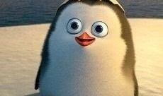 碎嘴企鹅爆料视频大全,趣味横生的搞笑瞬间大盘点